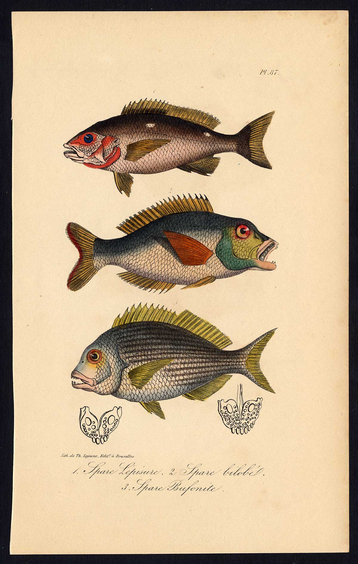 , Antique Print-SEA BREAM-FISH-SPARIDAE-PORGY-Pl. 87-Lacepede-1832, Pictura Antique Prints