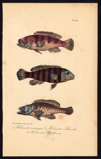Antique Print-SQUIRRELFISH-HOLOCENTRUS-Pl. 94-Lacepede-1832