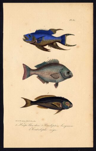 Antique Print-RUDDERFISH-CENTROLOPHUS-MEDUSAFISH-Pl. 95-Lacepede-1832