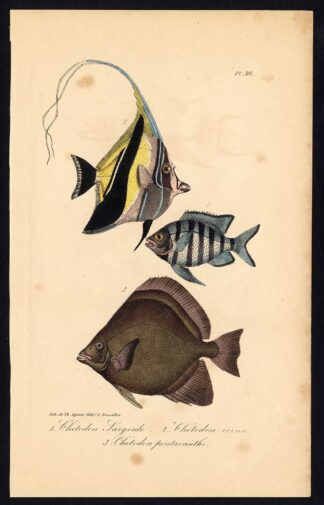 Antique Print-BUTTERFLYFISH-CHAETODONTIDAE-Pl. 96-Lacepede-1832