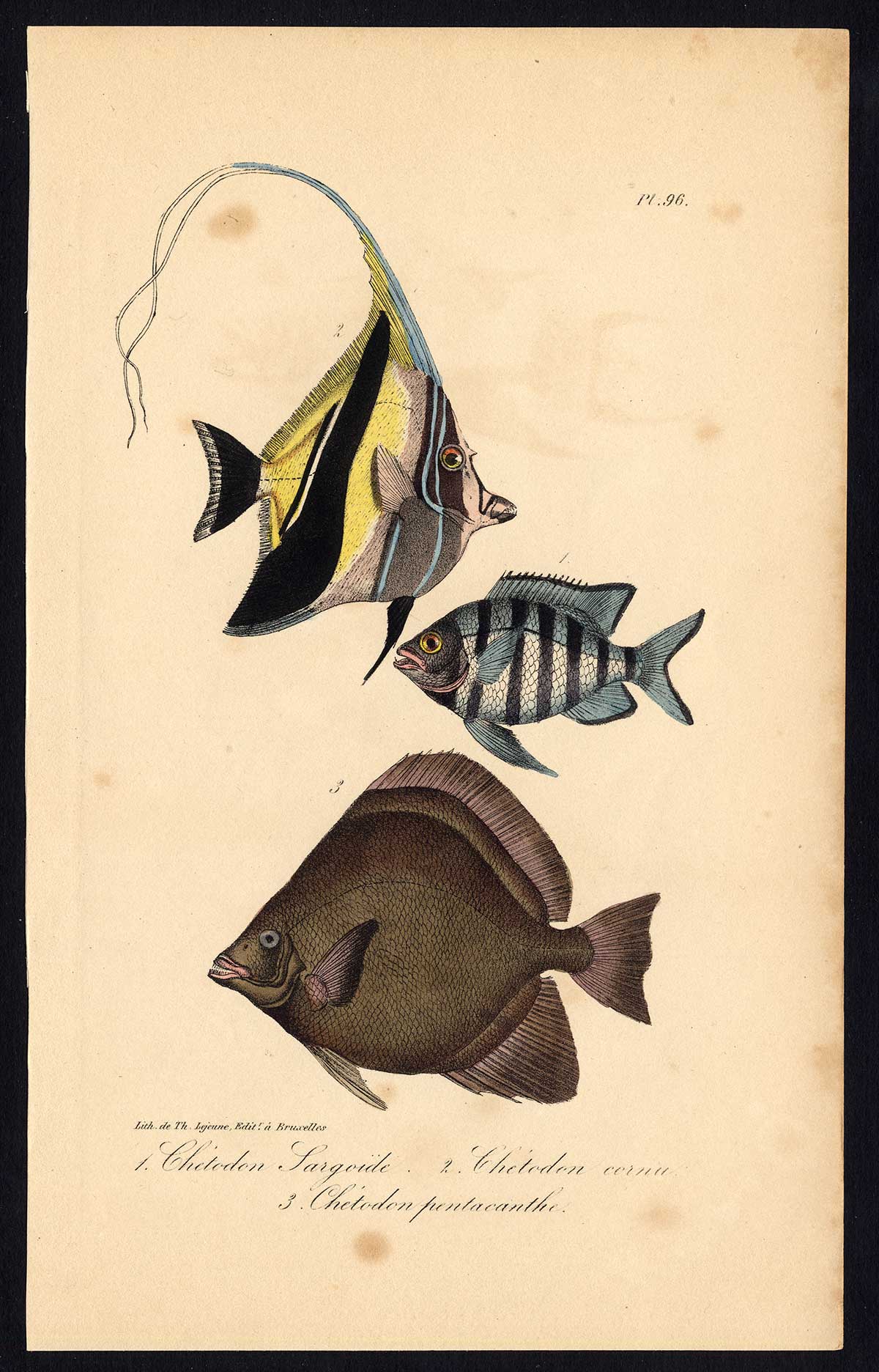 , Antique Print-BUTTERFLYFISH-CHAETODONTIDAE-Pl. 96-Lacepede-1832, Pictura Antique Prints