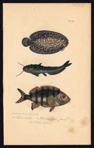 Antique Print-AMERICAN SOLE-MORWONG-CATFISH-SILURIDAE-Pl. 101-Lacepede-1832