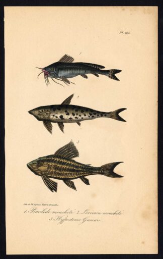 Antique Print-CATFISH-PIMELODUS-HYPOSTOMINAE-LORICARIIDAE-Pl. 103-Lacepede-1832