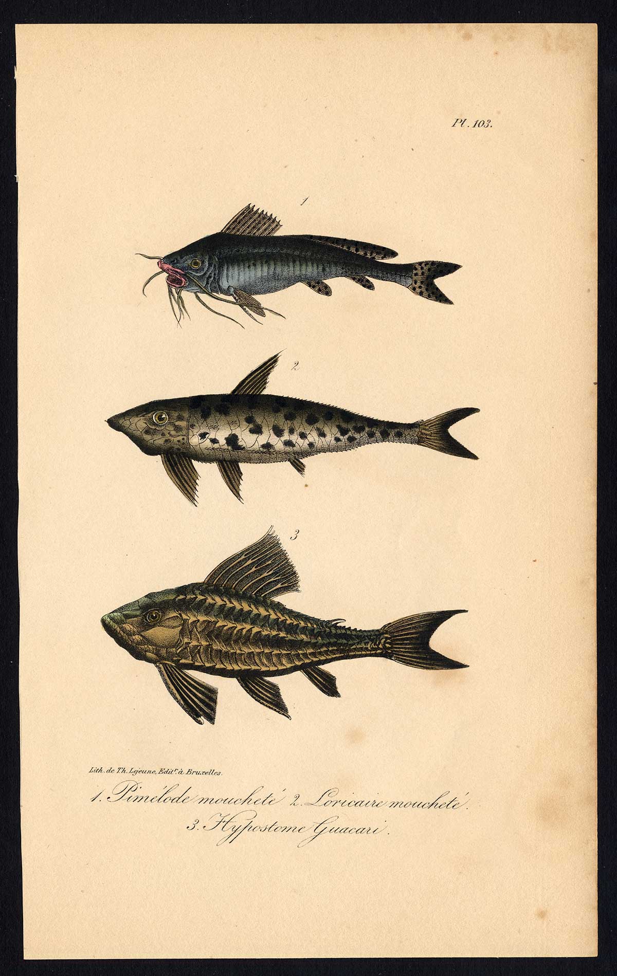 Ebt0326 416x658 Antique Print-CATFISH-PIMELODUS-HYPOSTOMINAE-LORICARIIDAE-Pl. 103-Lacepede-1832