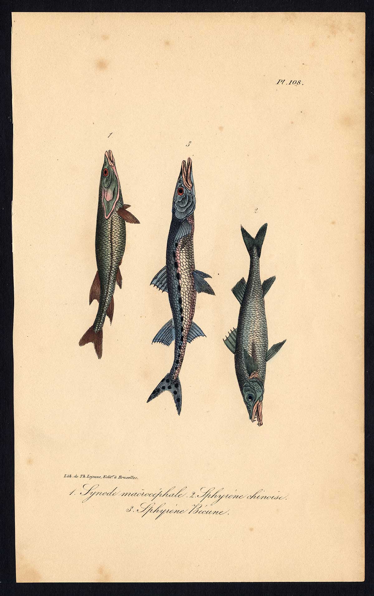 , Antique Print-NEEDLEFISH-SYNODUS-BARRACUDA-SPHYRAENA-Pl. 108-Lacepede-1832, Pictura Antique Prints