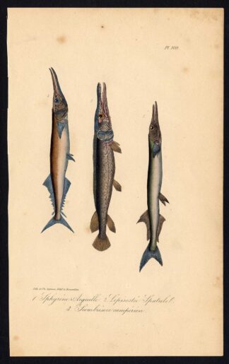 Antique Print-GARPIKE-SAURY-BARRACUDA-SPHYRAENA-Pl. 109-Lacepede-1832