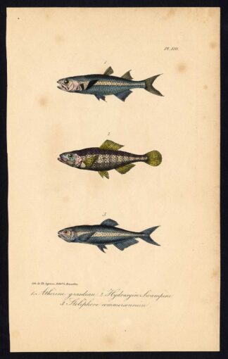 Antique Print-SILVERSIDE-FISH-COMMERSON'S ANCHOVY-Pl. 110-Lacepede-1832