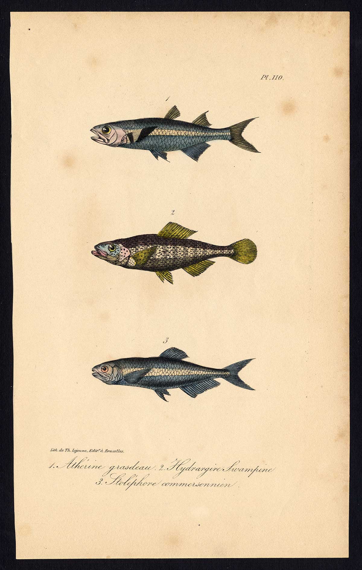 , Antique Print-SILVERSIDE-FISH-COMMERSON’S ANCHOVY-Pl. 110-Lacepede-1832, Pictura Antique Prints