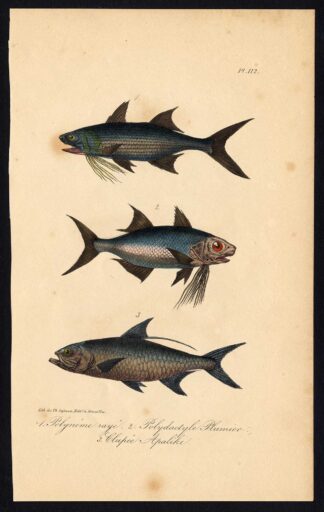 Antique Print-HERRING-THREADFIN-CLUPEA-POLYNEMIDAE-Pl. 112-Lacepede-1832