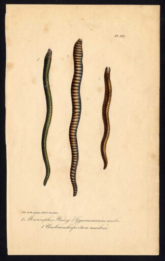 Antique Print-FISH-MORAY-SWAMP EEL-MURAENA-Pl. 118-Lacepede-1832