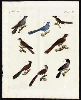 Antique Print-COMMON CUCKOO-BLUE COUA-CHESTNUT WINGED-CAPE-Bertuch-1800