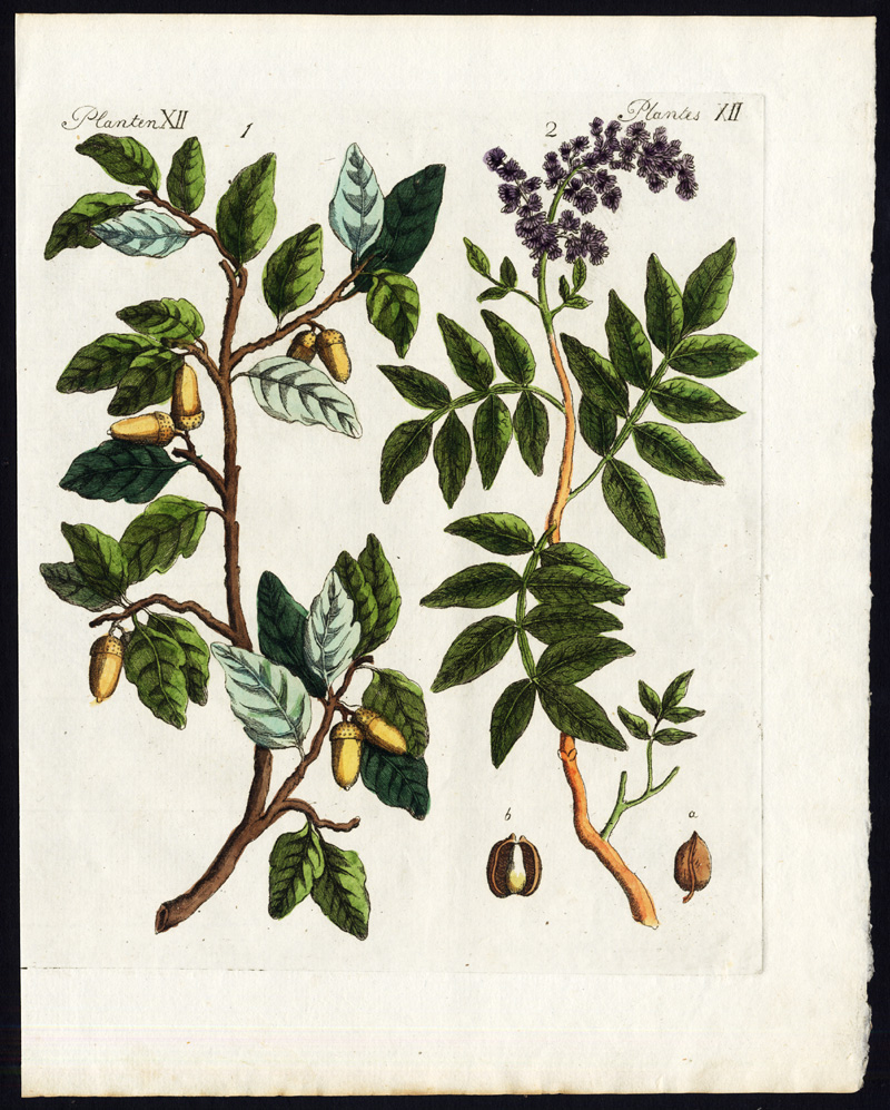 Lb2298 416x518 Antique Print-CORK TREE-OAK-TEREBINTH-TURPENTINE TREE-Bertuch-1800