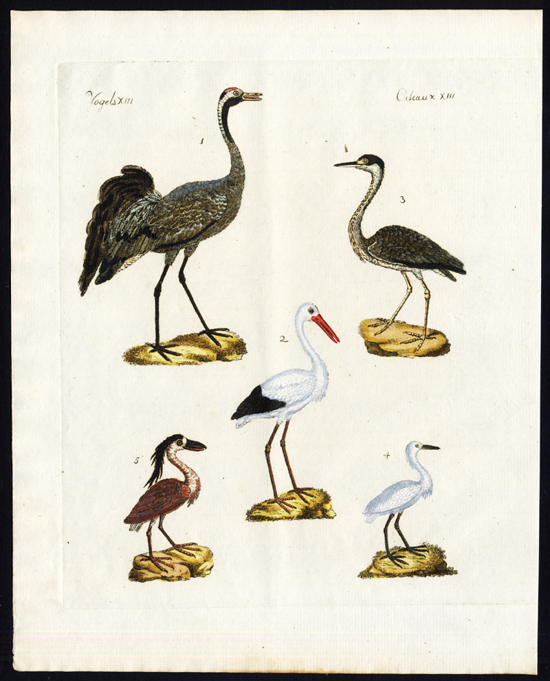 , Antique Print-STORK-GREY HERON-COMMON CRANE-EGRET-BOAT BILLED HERON-Bertuch-1800, Pictura Antique Prints