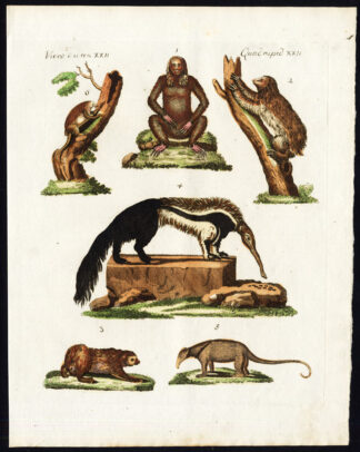 Antique Print-TWO TOED SLOTH-AI-MANED SLOTH-GIANT ANTEATER-Bertuch-1800