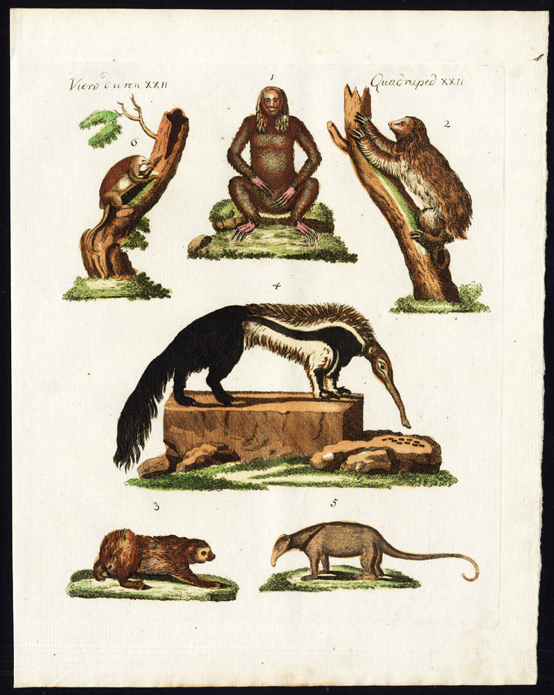 , Antique Print-TWO TOED SLOTH-AI-MANED SLOTH-GIANT ANTEATER-Bertuch-1800, Pictura Antique Prints