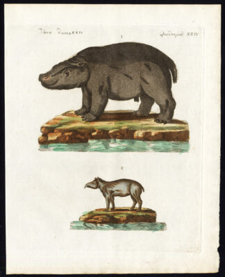 Antique Print-HIPPOPOTAMUS-RHINO-TAPIR-Bertuch-1800