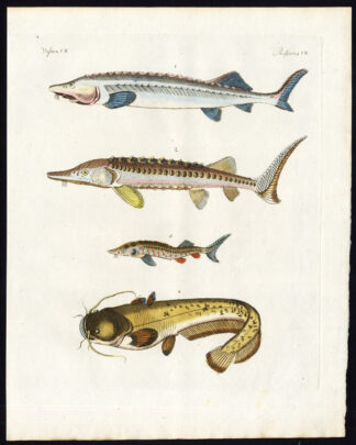 Antique Print-EUROPEAN STURGEON-SILURUS-SHEATFISH-Bertuch-1800