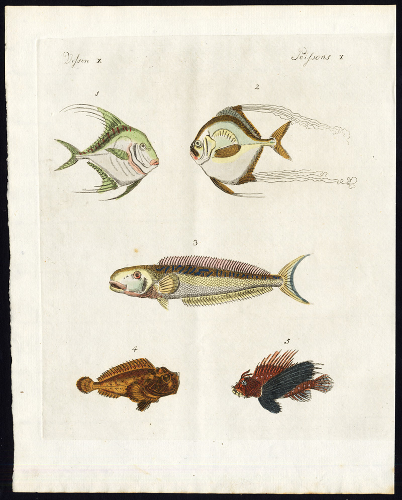 , Antique Print-JOHN DORY-SCORPION FISH-Bertuch-1800, Pictura Antique Prints
