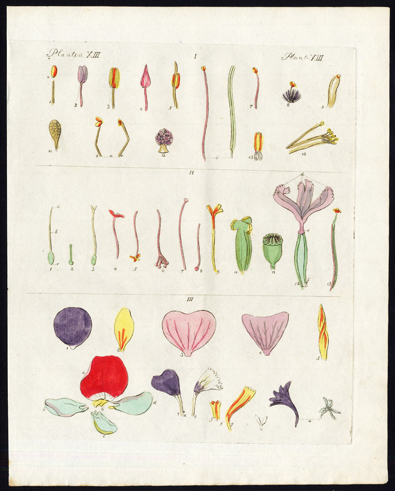 , Antique Print-FLOWER-PLANT-STAMINA-GYNOECIUM-COROLLA-Bertuch-1800, Pictura Antique Prints