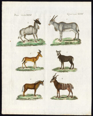 Antique Print-ANTELOPE-NILGAI-KUDU-HARTEBEEST-WILDEBEEST-Bertuch-1800
