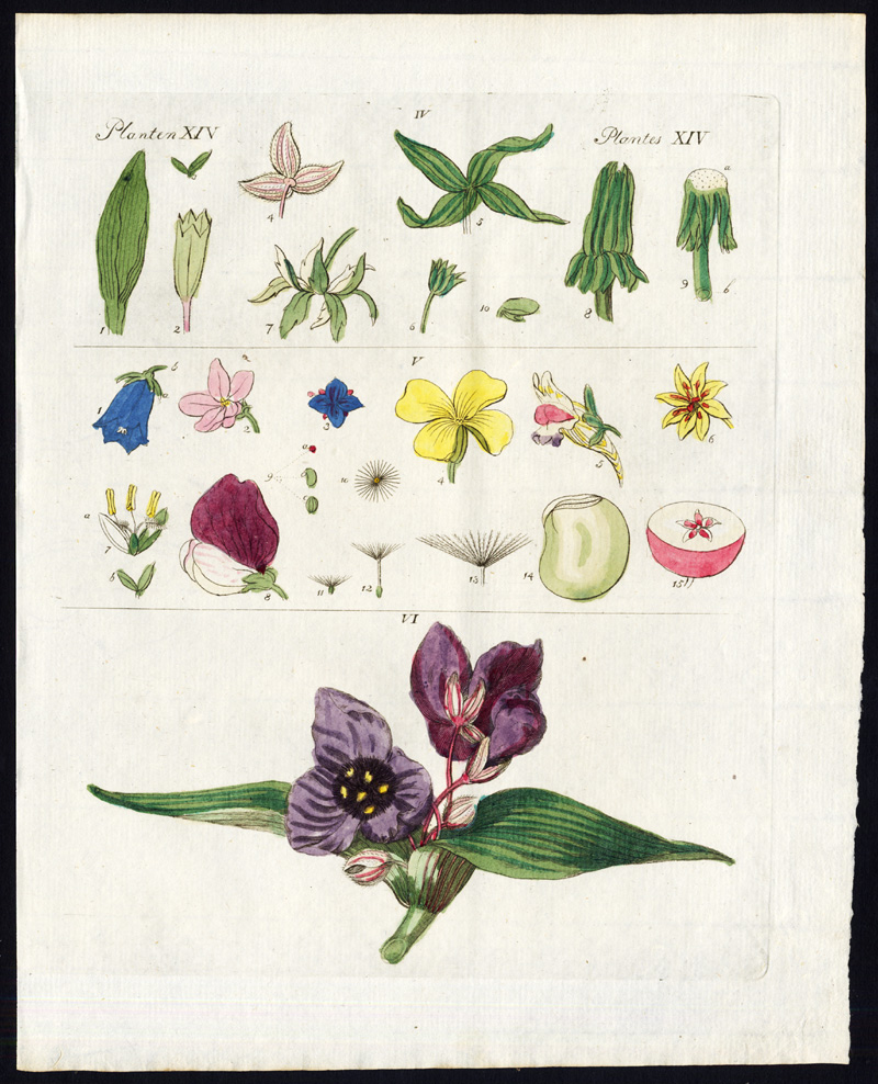 , Antique Print-FLOWERS-PLANTS-SEPAL-SEEDS-BOUQUET-Bertuch-1800, Pictura Antique Prints