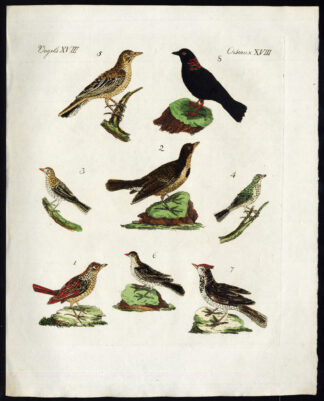Antique Print-SKYLARK-CALANDRA LARK-MEADOW PIPIT-CRESTED-BLACK-Bertuch-1800