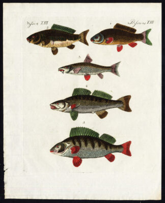 Antique Print-COMMON CARP-BARBEL-ZANDER-BREAM-FISH-PIKE PERCH-Bertuch-1800