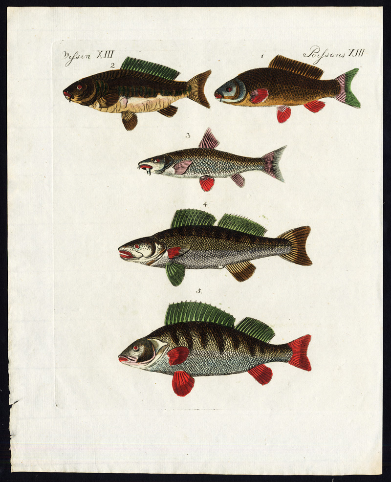 , Antique Print-COMMON CARP-BARBEL-ZANDER-BREAM-FISH-PIKE PERCH-Bertuch-1800, Pictura Antique Prints