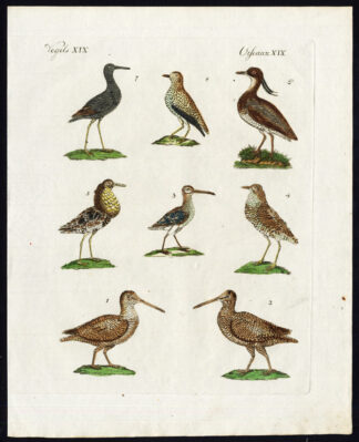 Antique Print-WOODCOCK-COMMON SNIPE-RUFF-LAPWING-TURNSTONE-PLOVER-Bertuch-1800