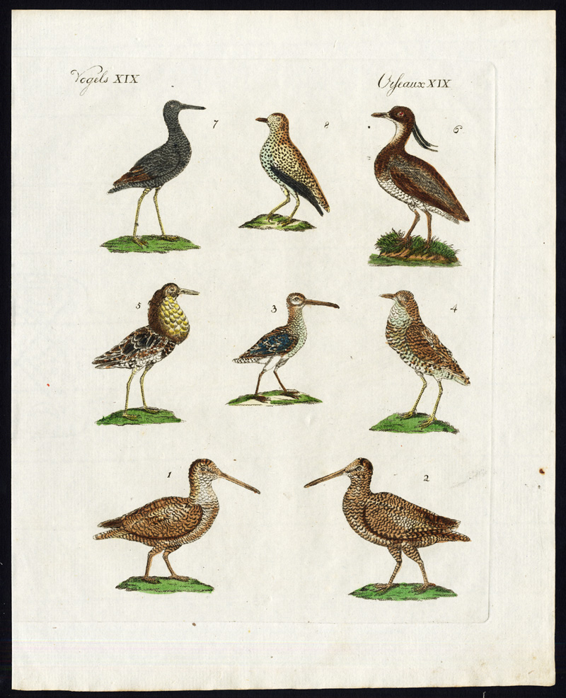 , Antique Print-WOODCOCK-COMMON SNIPE-RUFF-LAPWING-TURNSTONE-PLOVER-Bertuch-1800, Pictura Antique Prints