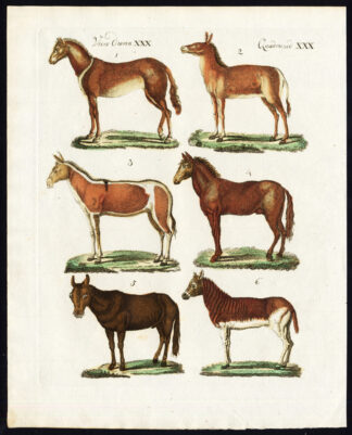 Antique Print-HORSE-ONAGER-MULE-QUAGGA-MONGOLIAN WILD ASS-Bertuch-1800