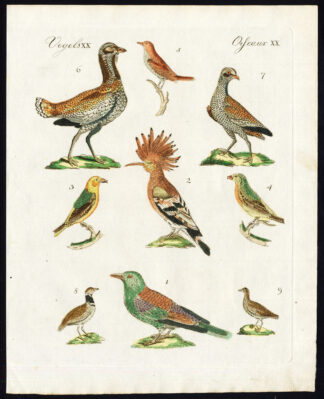 Antique Print-ROLLER-HOOPOE-CROSSBILL-NIGHTINGALE-GREAT BUSTARD-Bertuch-1800