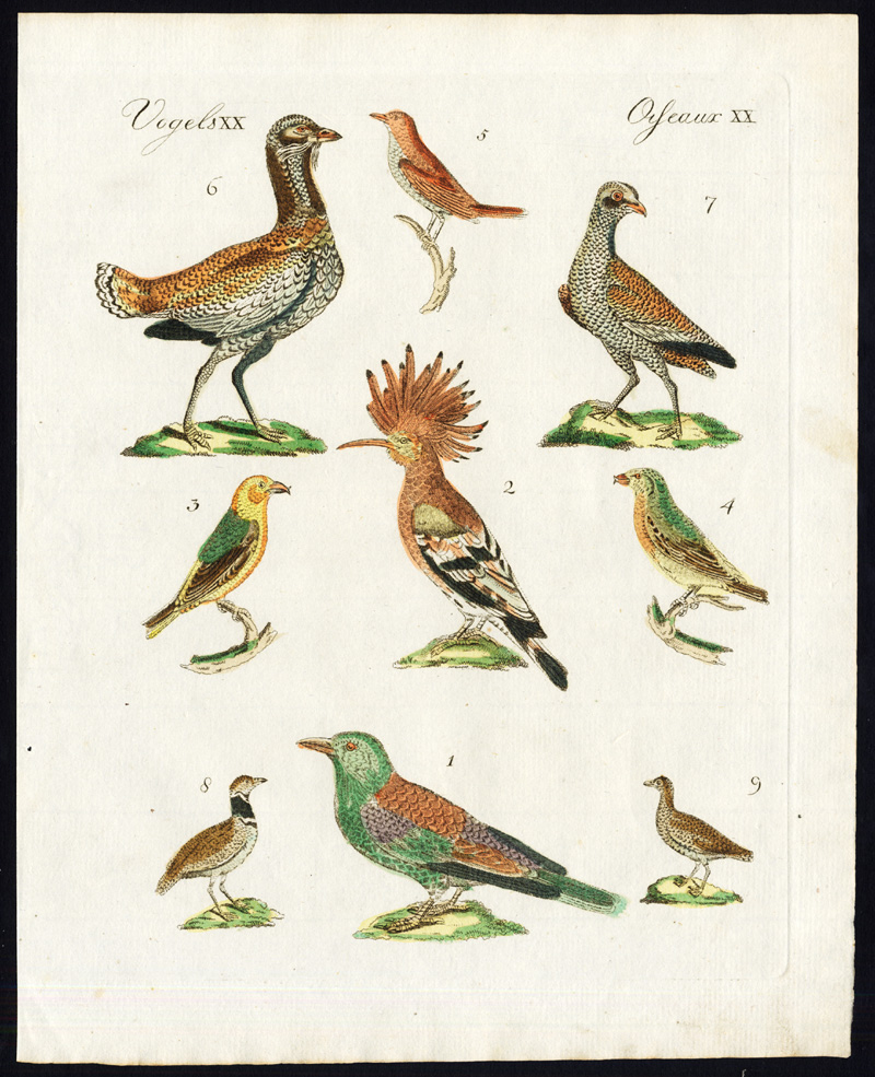 , Antique Print-ROLLER-HOOPOE-CROSSBILL-NIGHTINGALE-GREAT BUSTARD-Bertuch-1800, Pictura Antique Prints