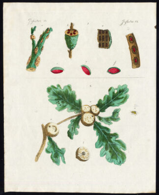 Antique Print-LAC-COCCUS FICUS-GALL WASP-GALLFLY-OAK TREE-Bertuch-1800