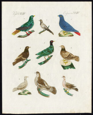 Antique Print-WOOD PIGEON-DOMESTIC-TURTLE DOVE-RINGNECK-MADAGASCAR-Bertuch-1800