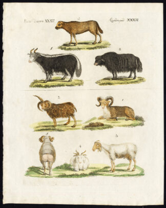 Antique Print-YAK-ZEBU-ARGALI-NORDIC SHEEP-BROAD TAILED SHEEP-Bertuch-1800