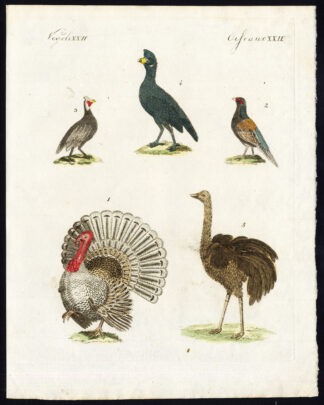 Antique Print-TURKEY-PHEASANT-GUINEAFOWL-CURASSOW-RHEA-Bertuch-1800