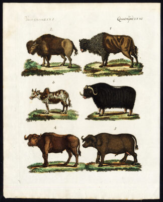 Antique Print-EUROPEAN BISON-AMERICAN-AFRICAN BUFFALO-MUSKOX-ZEBU-Bertuch-1800
