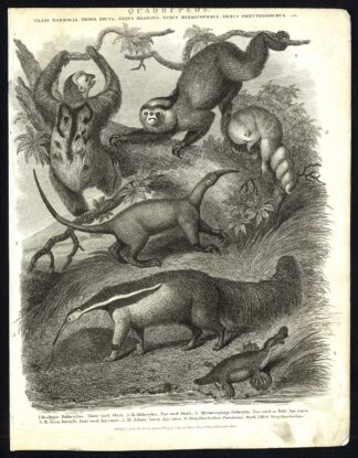 Antique print-NATURAL HISTORY-SLOTH-ANT EATER-PLATYPUS-Rees-1820