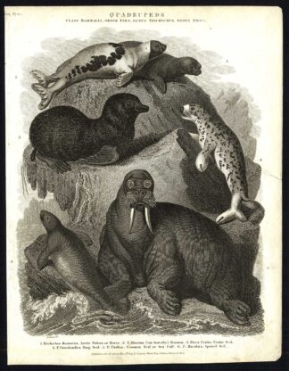 Antique print-NATURAL HISTORY-SEAL-WALRUS-MANATEE-Rees-1820