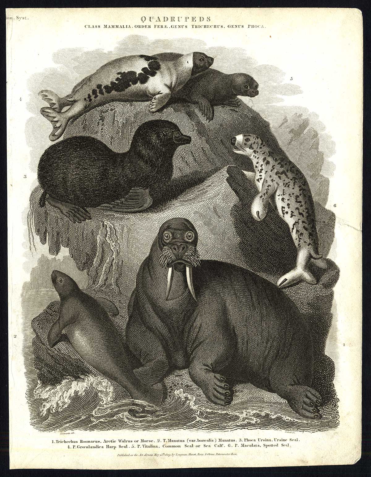 , Antique print-NATURAL HISTORY-SEAL-WALRUS-MANATEE-Rees-1820, Pictura Antique Prints