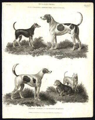 Antique print-NATURAL HISTORY-DOG-HOUND-STAG-FOX-TERRIER-HUNTING-Rees-1820