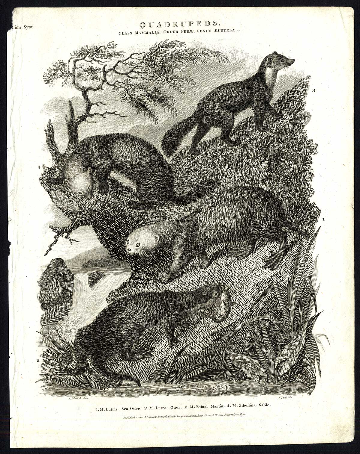 , Antique print-NATURAL HISTORY-OTTER-SEA-MARTIN-SABLE-MUSTELA-Rees-1820, Pictura Antique Prints