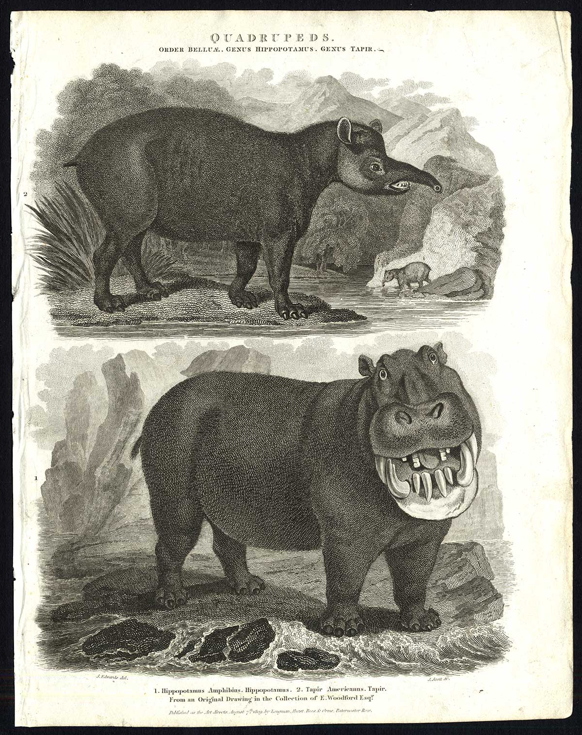 , Antique print-NATURAL HISTORY-HIPPOPOTAMUS-TAPIR-BELLUAE-Rees-1820, Pictura Antique Prints