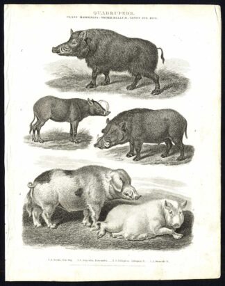 Antique print-NATURAL HISTORY-HOG-WILD-AETHIOPIAN-BABYROUSA-Rees-1820