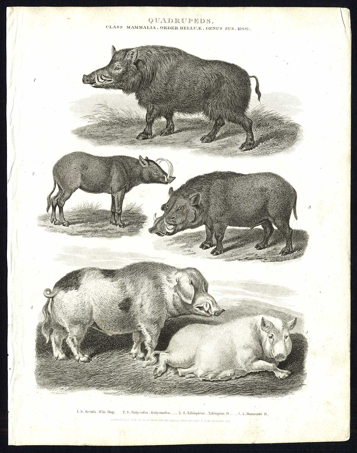 , Antique print-NATURAL HISTORY-HOG-WILD-AETHIOPIAN-BABYROUSA-Rees-1820, Pictura Antique Prints