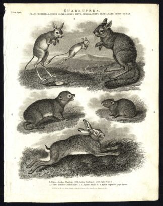 Antique print-NATURAL HISTORY-HARE-JERBOA-HYRAX-CAPE-ARABIAN-Rees-1820