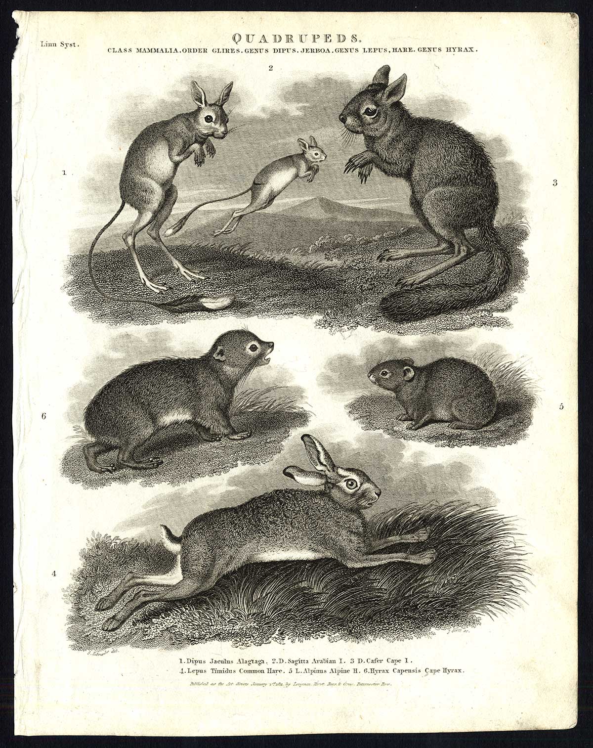 , Antique print-NATURAL HISTORY-HARE-JERBOA-HYRAX-CAPE-ARABIAN-Rees-1820, Pictura Antique Prints