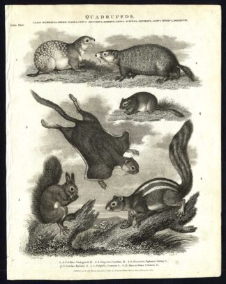 Antique print-NATURAL HISTORY-SQUIRREL-MARMOT-DORMOUSE-BARBARY-SAILING-Rees-1820