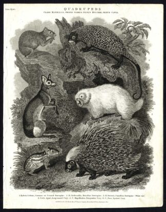 Antique print-NATURAL HISTORY-PORCUPINE-CAVY-CAVIA-HYSTRIX-BRASILIAN-Rees-1820
